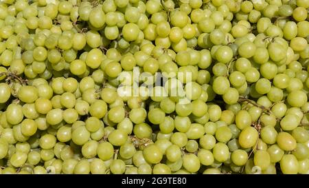 Green-skinned large table grapes at the Farmer's market, background shot of plump and firm to touch, healthy looking grapes attached to stems Stock Photo