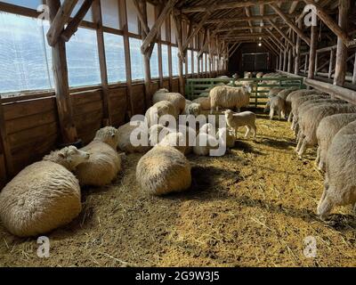 Daegwallyeong Yangtte Farm, Gangwon-do in South Korea. feed the  sheep that abound on the farm Stock Photo