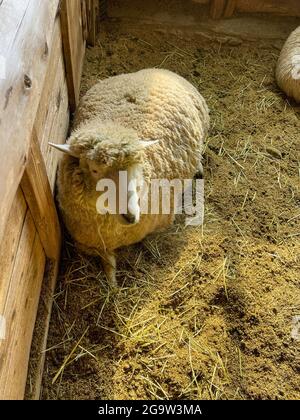 Daegwallyeong Yangtte Farm, Gangwon-do in South Korea. feed the  sheep that abound on the farm Stock Photo