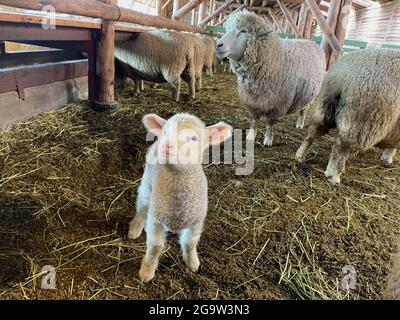 Daegwallyeong Yangtte Farm, Gangwon-do in South Korea. feed the  sheep that abound on the farm Stock Photo