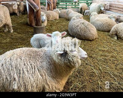 Daegwallyeong Yangtte Farm, Gangwon-do in South Korea. feed the  sheep that abound on the farm Stock Photo