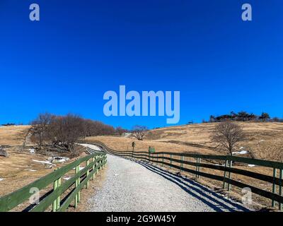 Daegwallyeong Yangtte Farm, Gangwon-do in South Korea. feed the  sheep that abound on the farm Stock Photo