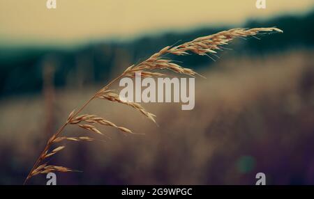 Ear of grass in a field toned photo Spikelets of grass. Toned image Stock Photo