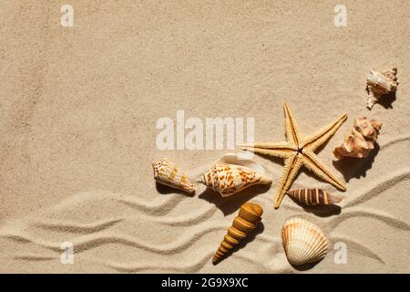 Sea shells and starfich on sand as background. Top view. Background for product Stock Photo