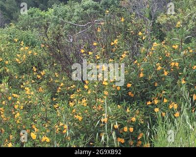 A monkeyflower (Mimulus aurantiacus) growing in Marin County, California, USA Stock Photo