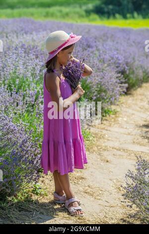Pretty little girl walking in the flowering lavender field and gathering flowers. Stock Photo