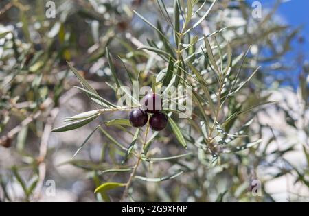 Detail of three dark violet olive tree branch, Caceres olive grove, Extremadura, Spain Stock Photo