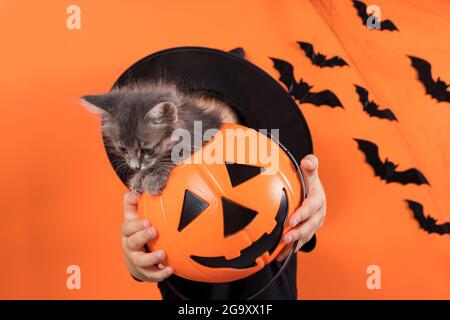 Halloween child and cats. A preschool boy in a witch costume holds a pumpkin with cat on an orange background. Discounts and sales for the holiday Stock Photo