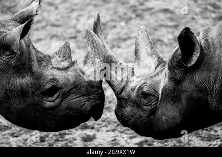 A black rhino walks in the savannah Stock Photo