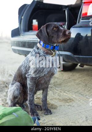 German wirehaired pointer dog sitting by a car, USA Stock Photo