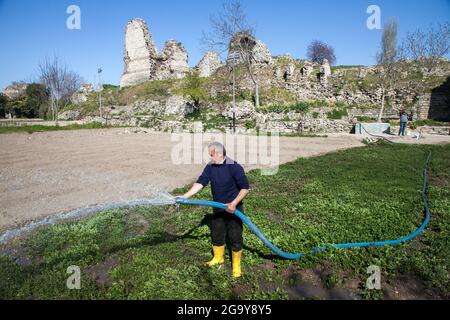 Fatih,Istanbul,Turkey - 04-02-2017:View of historical Byzantine walls with farmer working in vegetable field Stock Photo