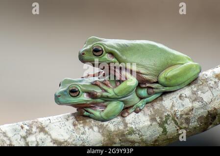 Two Australian green tree frogs on a branch, Indonesia Stock Photo