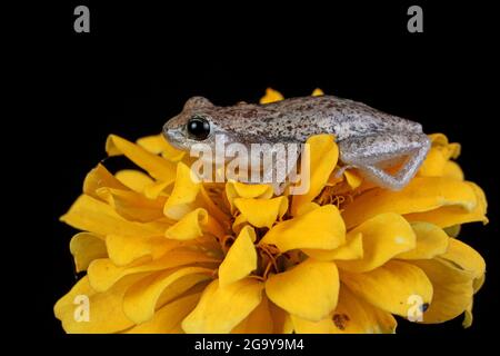 Close-up of an Australian green tree frog on a yellow flower, Indonesia Stock Photo