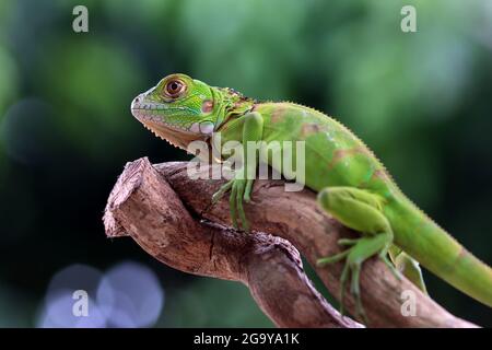 Close-Up of a green iguana on branch, Indonesia Stock Photo