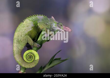 Close-up of a Fischer's Chameleon on a plant, Indonesia Stock Photo