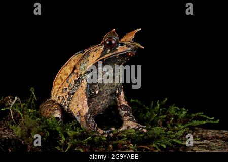 Malayan horned frog on a mossy rock, Indonesia Stock Photo