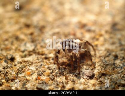 Zebra Jumping Spider Stock Photo