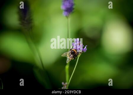 A bumble bee feeds on a lavender flower. Stock Photo