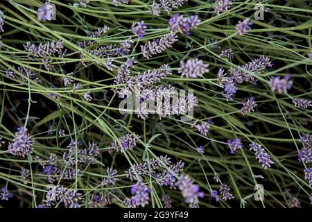 Lavender bush seen up close Stock Photo