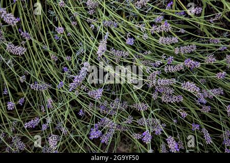 Lavender bush seen up close Stock Photo