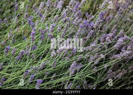 Lavender bush seen up close Stock Photo