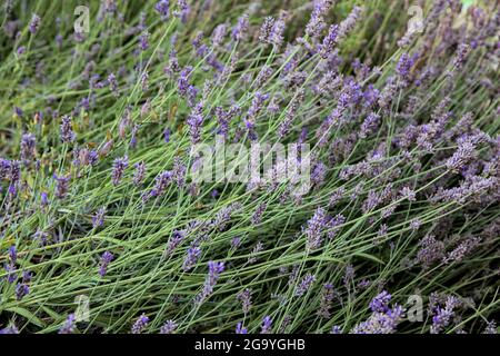 Lavender bush seen up close Stock Photo