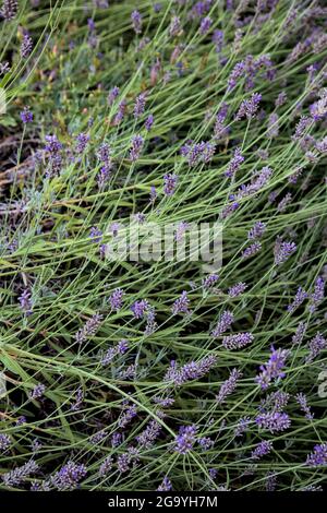 Lavender bush seen up close Stock Photo