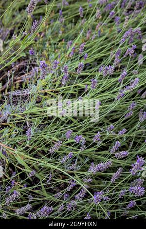 Lavender bush seen up close Stock Photo