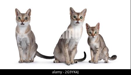 Senior, young adult and kitten Singapura cat, sitting on a row. All looking towards camera. isolated on white background. Stock Photo