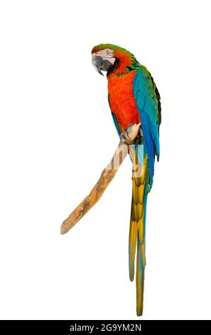 Harlequin macaw, beautiful green blue and red hybrid parrot with excellent bright colorful feathers from head to tail isolated on white background. Hi Stock Photo