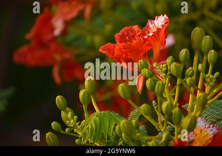 Beautiful Gulmohar (Guldaudi) Sevti flower and its beautiful leaves Stock Photo