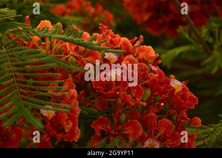 Beautiful Gulmohar (Guldaudi) Sevti flower and its beautiful leaves Stock Photo