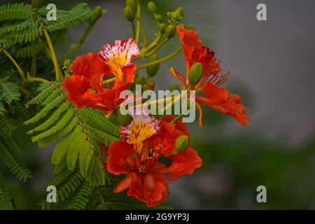 Beautiful Gulmohar (Guldaudi) Sevti flower and its beautiful leaves Stock Photo