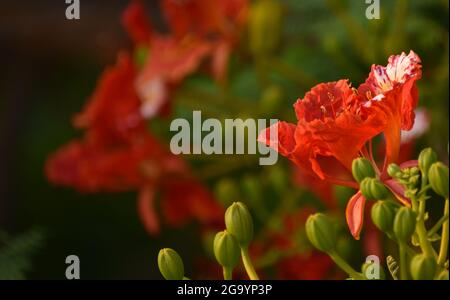 Beautiful Gulmohar (Guldaudi) Sevti flower and its beautiful leaves Stock Photo