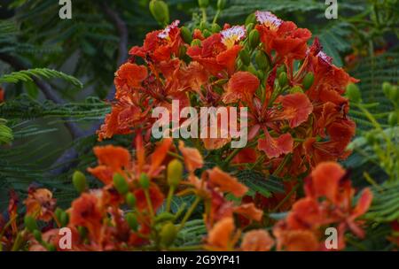 Beautiful Gulmohar (Guldaudi) Sevti flower and its beautiful leaves Stock Photo