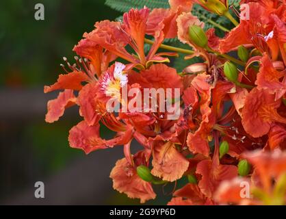 Beautiful Gulmohar (Guldaudi) Sevti flower and its beautiful leaves Stock Photo