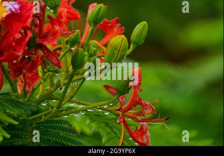 Beautiful Gulmohar (Guldaudi) Sevti flower and its beautiful leaves Stock Photo