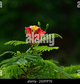 Beautiful Gulmohar (Guldaudi) Sevti flower and its beautiful leaves Stock Photo