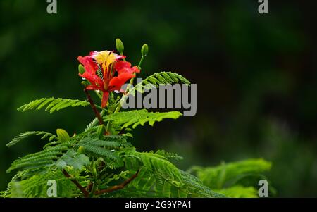 Beautiful Gulmohar (Guldaudi) Sevti flower and its beautiful leaves Stock Photo