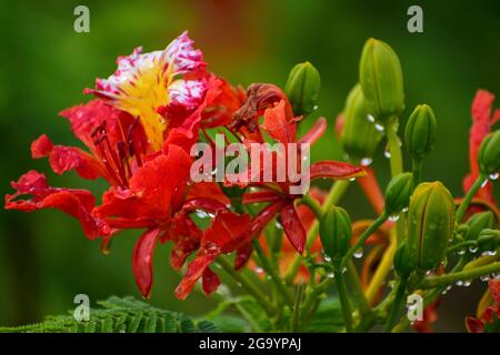 Beautiful Gulmohar (Guldaudi) Sevti flower and its beautiful leaves Stock Photo