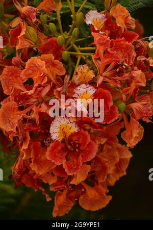 Beautiful Gulmohar (Guldaudi) Sevti flower and its beautiful leaves Stock Photo