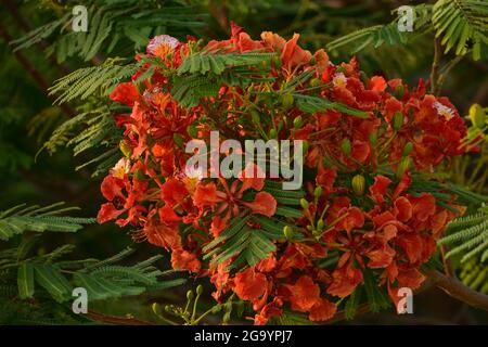 Beautiful Gulmohar (Guldaudi) Sevti flower and its beautiful leaves Stock Photo