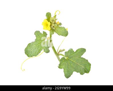 Cantaloupe melon Leaf and yellow melon flower isolated on white background. Top view Stock Photo