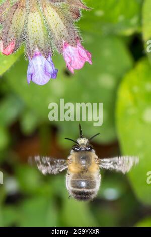 Common Central European flower bee (Anthophora acervorum, Anthophora plumipes), in flight going to visit a lungwort flower, Germany Stock Photo