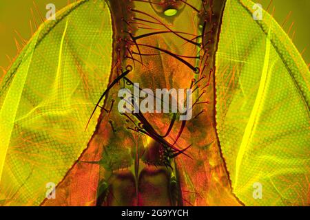 House fly (Musca domestica), forehead of a house fly, dark field and phase-contrast MRI Stock Photo