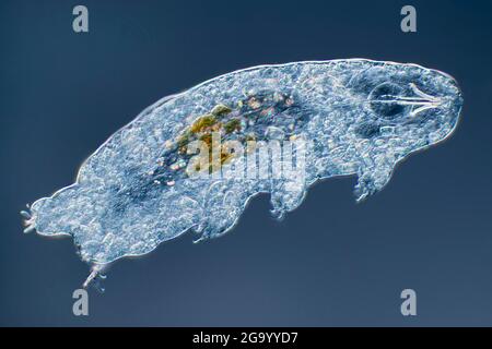 Water bears, Tardigrades (Tardigrada), Differential interference contrast microscope image Stock Photo