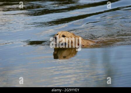 Labrador Retriever (Canis lupus f. familiaris), swimming dog, Germany Stock Photo