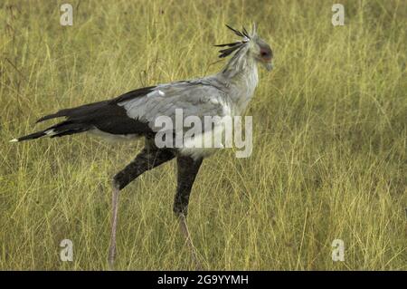 secretary bird, Sagittarius serpentarius (Sagittarius serpentarius), walks in savanna, Tanzania Stock Photo