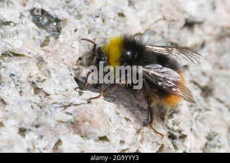 red-tailed bumble bee (Bombus lapidarius, Pyrobombus lapidarius, Aombus lapidarius, Melanobombus lapidarius), male, drone, Germany Stock Photo