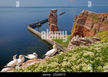 northern gannet (Sula bassana, Morus bassanus), nesting northern gannets on sandstone cliffs on Heligoland in front of the Langen Anna and the North Stock Photo
